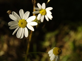 Image showing daisy