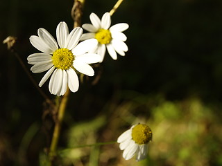 Image showing daisy