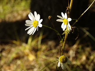 Image showing daisy