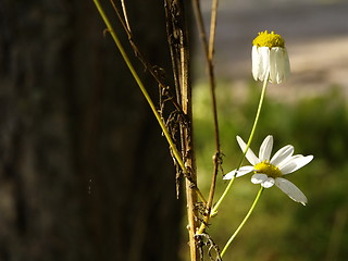 Image showing daisy