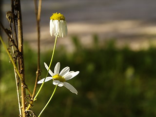 Image showing daisy