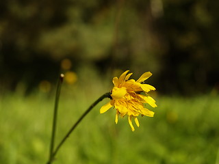 Image showing dandelion in late summer