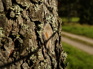 Image showing pine tree bark