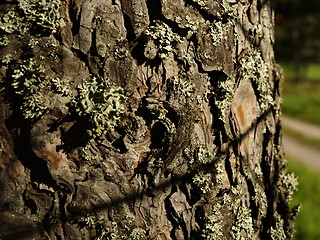 Image showing pine tree bark