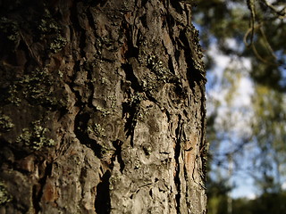 Image showing pine tree bark