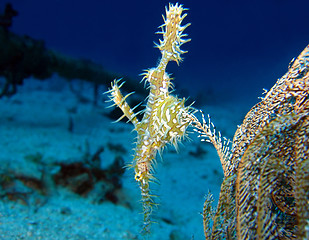 Image showing Harlequin Ghost Pipefish