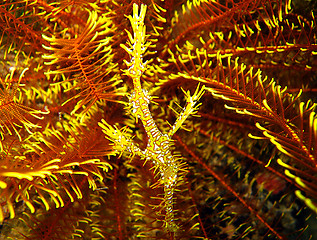 Image showing Harlequin Ghost Pipefish 2