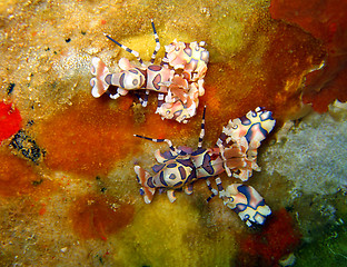 Image showing Harlequin Shrimps