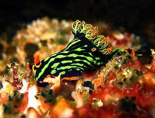 Image showing Nembrotha Kubaryana