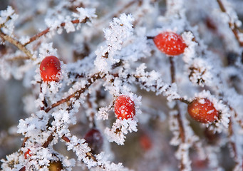 Image showing Rose hips