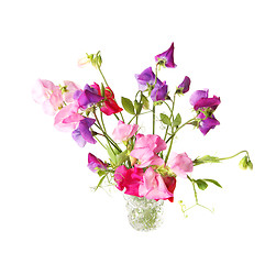 Image showing Sweet pea