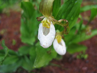 Image showing Ladyslipper Orchid