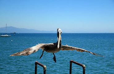 Image showing Pelican