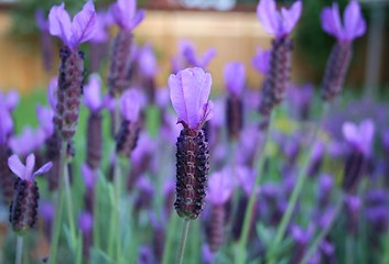 Image showing Spanish Lavender