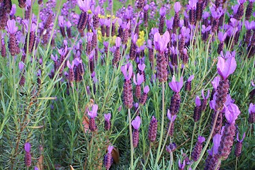 Image showing Lush Lavender
