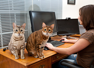 Image showing Woman and cats at computer desk