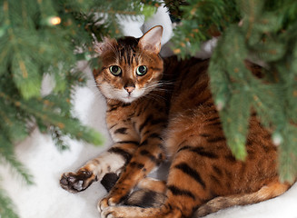 Image showing Bengal cat under Christmas tree