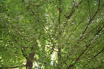 Image showing Leafy Maple Tree