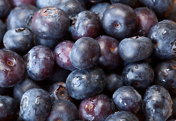 Image showing Macro shot of Blueberries