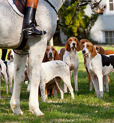 Image showing American Foxhounds before a hunt