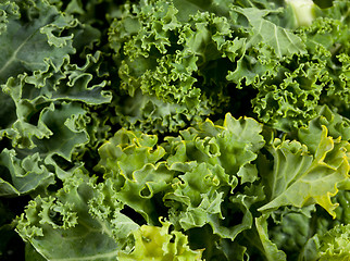 Image showing Macro shot of Kale