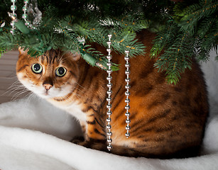 Image showing Bengal cat under Christmas tree