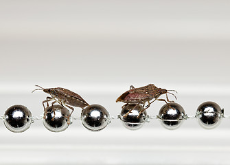 Image showing Two Stink bugs on xmas decorations