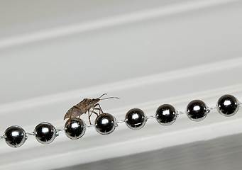 Image showing Stink bug walking on xmas decorations
