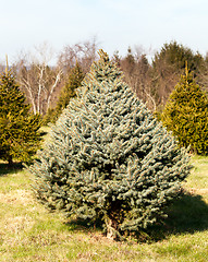 Image showing Fraser Fir christmas tree in farm