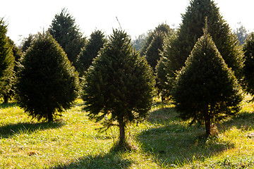 Image showing Fraser Fir christmas tree in farm