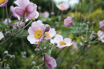 Image showing Autumn anemones