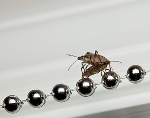 Image showing Two Stink bugs on xmas decorations