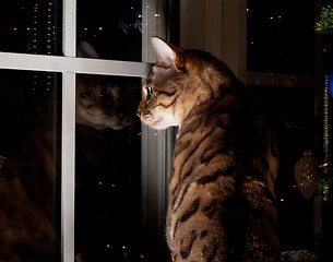 Image showing Bengal cat stares outside