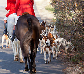 Image showing American Foxhounds before a hunt