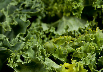 Image showing Macro shot of Kale