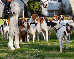 Image showing American Foxhounds before a hunt