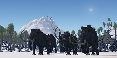 Image showing Woolly Mammoth