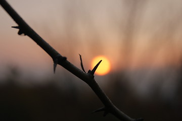 Image showing evening thorn