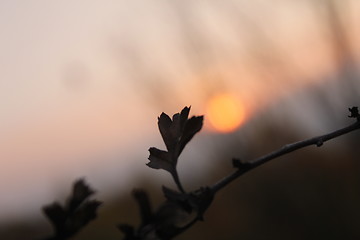 Image showing evening plant