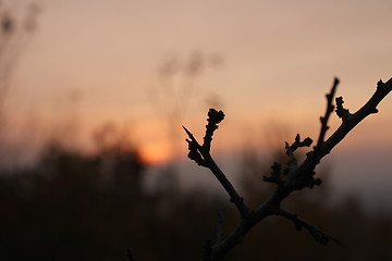 Image showing evening plant