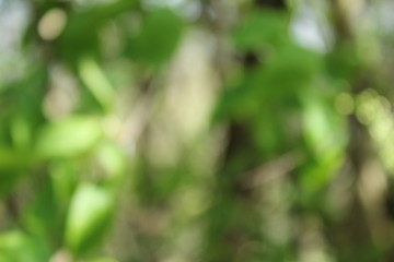 Image showing green plant blur texture