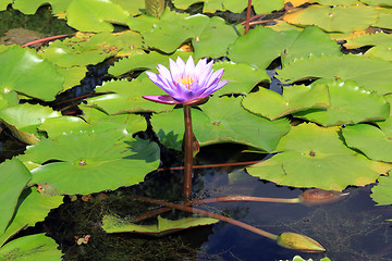 Image showing Lotus