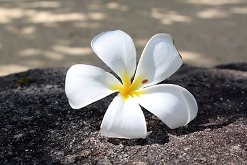 Image showing Magnolia flower