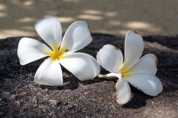 Image showing Magnolia flowers