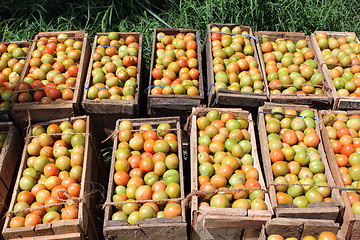 Image showing Tomatoes