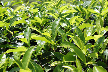 Image showing green tea leaves