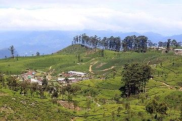 Image showing Plantations