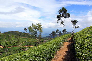 Image showing Footpath