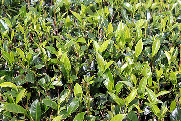 Image showing Green tea leaves