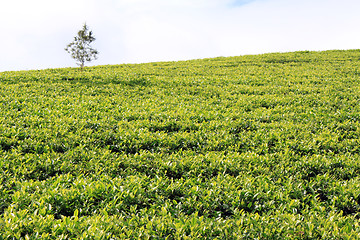 Image showing Tea plantation